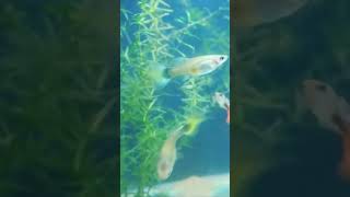 fish are posing in front camera fish aquarium aquariumfishfood [upl. by Deming]