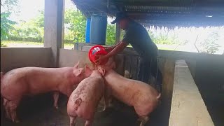 ILANG BESES PINAPAKAIN ANG BABOY SA ISANG ARAW ALIN ANG TAMA [upl. by Valdemar]