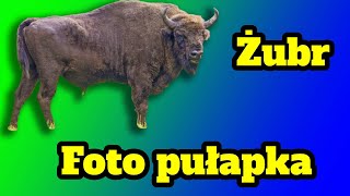 Żubrzyca z żubrem przy bagienku film z foto pułapki Wisent female bison natura przyroda las [upl. by Akimot346]