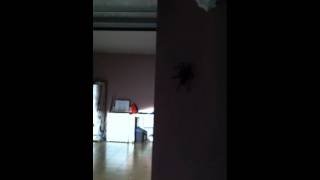 Goliath Birdeater Spider at my house [upl. by Yggep]