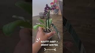 How to care for your first orchid  When to water and where to keep it [upl. by Lanti]