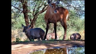 Lentorre lodge cam  Olive Baboons and Defassa Waterbucks Oct 13 2024 [upl. by Kazmirci]