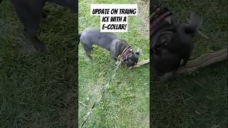 ECollar Training Update dogtraining americanbully animalcare [upl. by Muslim]