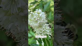 🐝 bumblebee on Clethra nativeplants flowers [upl. by Aon]