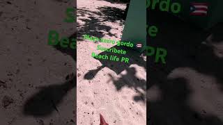 Playa de cerro gordo Vega alta puerto rico 🇵🇷 dembow reggaeton lapachanga elalfaeljefe [upl. by Acenahs]