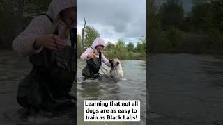 Teaching A Keeshond Puppy To Swim shorts keeshond dog [upl. by Katlin]