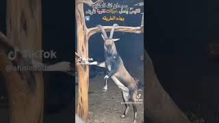 Crazy Animals  Funny Video  Nice Job Music My Original Laughing by Gianluca Marino [upl. by Albertina]