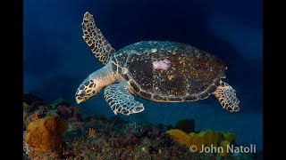 Hawksbill Turtle  Eretmochelys imbricata [upl. by Yerocaj]