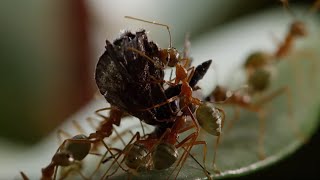 Ants Battle to Protect Their Fortress  Life Story  BBC Earth [upl. by Garlan]