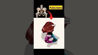 Pelvis Bone part shortsvideo anatomy pubis viral [upl. by Kati]