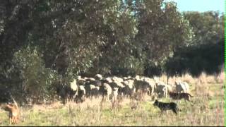 Droving with Kelpies working cattlecows with calves and eweslambs plus weaned lambs [upl. by Ahsatak]