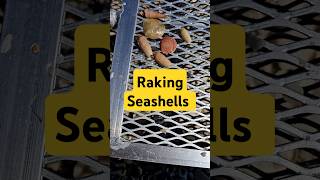 Raking for Seashells 👀 collectingseashells [upl. by Leirum]