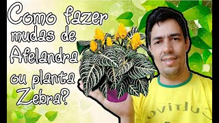 Como fazer mudas de Afelandra ou planta zebra [upl. by Adidnac]