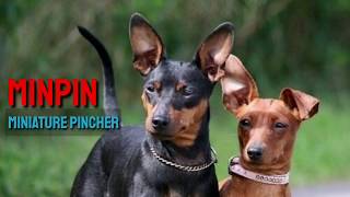 RARE MINPIN Miniature Pincher Puppies for Sale in India Small Pocket Size Pincher Breed Ready [upl. by Shaddock]