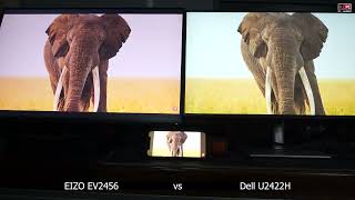 EIZO EV2456 vs DELL U2422H [upl. by Liesa]