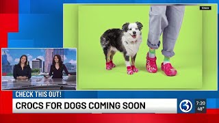 Crocs for dogs are coming soon [upl. by George]