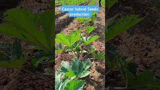 Castor hybrid seeds productions shorts [upl. by Alberta]