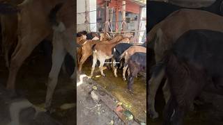 Goad Market Chittagong shorts shortvideo shortsviral animals goat cattlemarket livestock [upl. by Mattson]