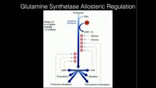 Glutamine Synthetase Allosteric Regulation [upl. by Landan]