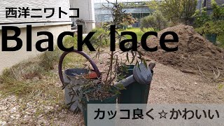 おしゃれ植物『西洋ニワトコブラックレース』を植え替えます！ sambucus nigra Black lace ガーデニング イングリッシュガーデン ナチュラルガーデン [upl. by Anitsuj978]