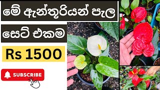 මේ ඇන්තුරියම් පැල ටික රු1500✅ Anthurium WagawaPlants PriceSinhalen [upl. by Salina]