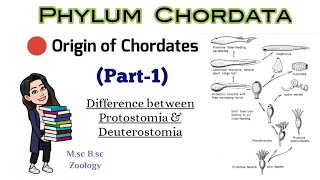 Part1 Origin of Chordatesdifference between protostomia and deuterostomiaMSc BSc Zoology [upl. by Amliv]