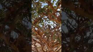 Frankincense Tree [upl. by Bissell]