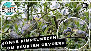 Familie pimpelmees aan de eettafel  Zelf Geschoten  Vroege Vogels [upl. by Anaerdna]