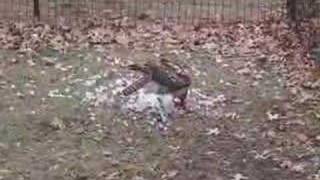 RedTailed Hawk Eats Central Park Pigeon [upl. by Marchal]