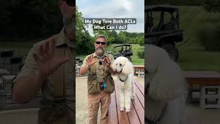 My Dog Tore Both ACLs Cranial Cruciate Ligaments  What Can I Do About It dogtraining [upl. by Nosduh]