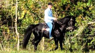 Drop Dead Gorgeous Jet Black Tennessee Walking Horse Gelding for sale [upl. by Sitoel]