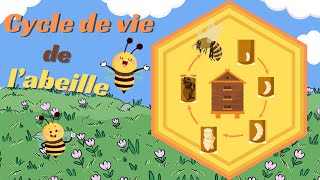 Labeille Cycle de vie  Animation pour les Enfants oeuf larve nymphe abeille 🐝 [upl. by Anahsirk698]