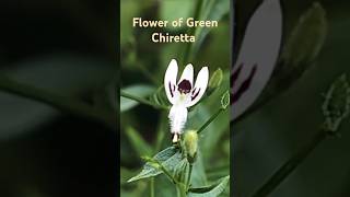 Flower of Green Chiretta rpmtheexplorer rpm explorer greenchirettaকালমেঘ [upl. by Juakn]