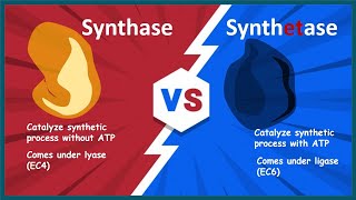 synthase vs synthetase  Biology quick bites [upl. by Kallman]