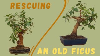 Rescuing a very old Ficus [upl. by Delamare]