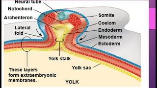 Development in chick embryocleavage morula blastula Gastrula notochord formation Neurulation [upl. by Lal901]