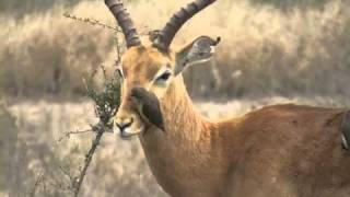 Killing BirdOxpecker KrugerPark [upl. by Hawley]