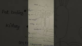 Ncert Class 11 Chapter 7 Diagram  Easy types representation of digestive system [upl. by Sathrum]