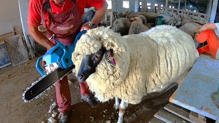 Shearing OVERGROWN matted SHEEP  Must Watch [upl. by Yssac729]