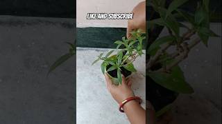 Care your plant everyday gardening gardenplants subscribe viralshorts youtubeshort plants [upl. by Fadiman349]