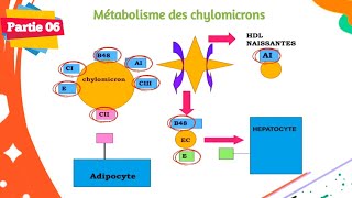 Biochimie  Métabolisme des lipides  Partie 0606  Les lipoprotéines [upl. by Ycats]