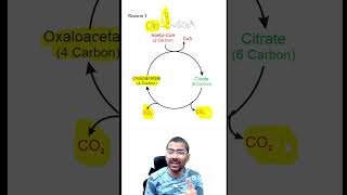 Acetyl CoA is NOT a substrate for Gluconeogenesis biochemistry metabolism gluconeogenesis [upl. by Burkhardt543]