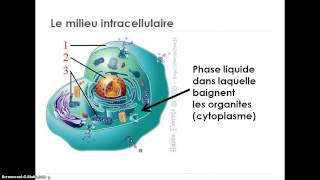 Les compartiments liquidiens de lorganisme [upl. by Koloski413]