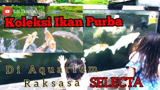 melihat ikan koi di aquarium selecta malang [upl. by Cosimo]