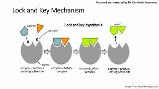 Chapter 31 Introduction to Enzymes [upl. by Eddra138]