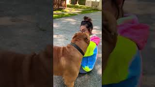 BeaUty and the BEAST americanbully shortvideo dogbreed [upl. by Notgnihsaw]