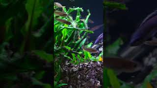 Cyprichromis leptosoma shorts fish fishtank aquarium petfish fishkeeping petfish [upl. by Kerwin]