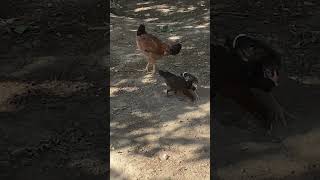 Hen with chicks 🐣 song funny roostersong animalsongs birds funnyroostersong animalssong [upl. by Neelhtac]