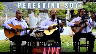 Trio Hermanos Torres  Peregrino Soy Live [upl. by Hahsia758]