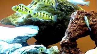 Neolamprologus sexfasciatus quotKipiliquot gold [upl. by Anahsirk]